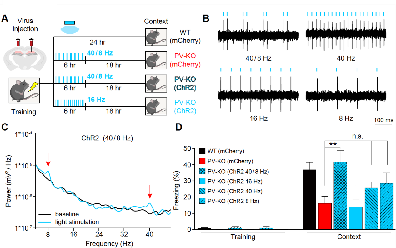 Validation of model predictions in animal experiments